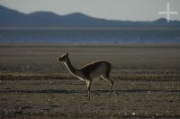 Vicunha (Lama vicugna), na Laguna de Pozuelos, província de Jujuy, no Altiplano andino, Argentina