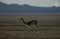 Vicuña (Lama vicugna), en la Laguna de Pozuelos, provincia de Jujuy, en el Altiplano andino, Argentina