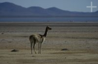 Vicunha (Lama vicugna), na Laguna de Pozuelos, província de Jujuy, no Altiplano andino, Argentina