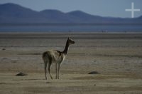 Vicuña (Lama vicugna), on the "Laguna de Pozuelos", province of Jujuy, on the Andean Altiplano, Argentina