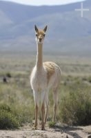 Vicuña (Vicugna vicugna), on the Altiplano (Puna) of the province of Jujuy, Argentina
