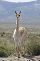 Vicuña (Vicugna vicugna), en el Altiplano (Puna) de la provincia de Jujuy, Argentina