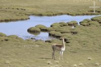 Vicunha (Vicugna vicugna) no Altiplano (Puna) da província de Jujuy, Argentina