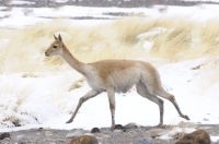 Vicuña (Vicugna vicugna) galopando en la nieve, Quebrada del Agua, cerca del paso y volcán Socompa, provincia de Salta, Argentina