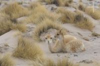 Vicuñas (Lama vicugna), invierno, en el Altiplano de Catamarca, Argentina