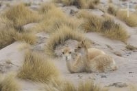 Vicunhas (Lama vicugna), inverno, no Altiplano de Catamarca, Argentina