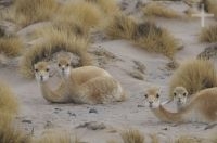 Vicuñas (Lama vicugna), invierno, en el Altiplano de Catamarca, Argentina