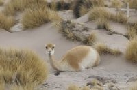 Vicuña (Lama vicugna), invierno, en el Altiplano de Catamarca, Argentina