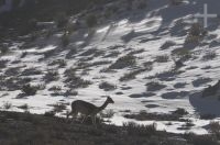 Vicunha (Lama vicugna), inverno, no Altiplano de Catamarca, Argentina