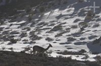 Vicuña (Lama vicugna), invierno, en el Altiplano de Catamarca, Argentina