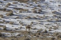 Vicuña (Lama vicugna), invierno, en el Altiplano de Catamarca, Argentina