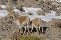 Vicuñas (Lama vicugna), madre y cría, invierno, en el Altiplano de Catamarca, Argentina