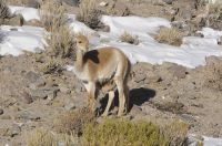 Vicuñas (Lama vicugna), madre y cría, invierno, en el Altiplano de Catamarca, Argentina