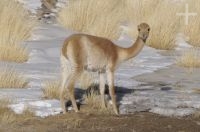 Vicuña (Lama vicugna), invierno, en el Altiplano de Catamarca, Argentina