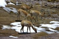 Vicuñas (Lama vicugna) en el Altiplano andino, Argentina