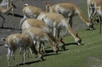 Vicuñas, Lama vicugna, Laguna de Pozuelos, en el Altiplano andino, Argentina