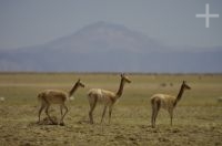 Vicuñas, Lama vicugna, "Laguna Guayatayoc", on the Andean Altiplano, Argentina