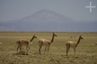 Vicuñas, Lama vicugna, Laguna Guayatayoc, en el Altiplano andino, Argentina