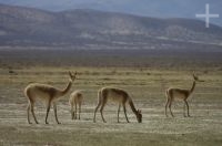 Vicuñas, Lama vicugna, Laguna Guayatayoc, en el Altiplano andino, Argentina