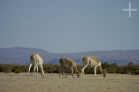 Vicunhas (Lama vicugna), na Laguna de Pozuelos, província de Jujuy, no Altiplano andino, Argentina