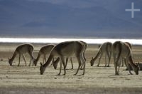 Vicunhas (Lama vicugna), na Laguna de Pozuelos, província de Jujuy, no Altiplano andino, Argentina