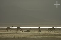 Vicuñas (Lama vicugna), on the "Laguna de Pozuelos", province of Jujuy, on the Andean Altiplano, Argentina