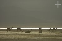 Vicunhas (Lama vicugna), na Laguna de Pozuelos, província de Jujuy, no Altiplano andino, Argentina