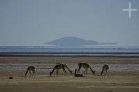 Vicuñas (Lama vicugna), en la Laguna de Pozuelos, provincia de Jujuy, en el Altiplano andino, Argentina