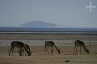 Vicuñas (Lama vicugna), en la Laguna de Pozuelos, provincia de Jujuy, en el Altiplano andino, Argentina