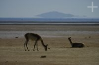 Vicuñas (Lama vicugna), en la Laguna de Pozuelos, provincia de Jujuy, en el Altiplano andino, Argentina