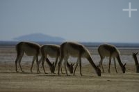 Vicuñas (Lama vicugna), on the "Laguna de Pozuelos", province of Jujuy, on the Andean Altiplano, Argentina