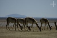 Vicuñas (Lama vicugna), en la Laguna de Pozuelos, provincia de Jujuy, en el Altiplano andino, Argentina