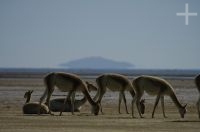 Vicuñas (Lama vicugna), en la Laguna de Pozuelos, provincia de Jujuy, en el Altiplano andino, Argentina