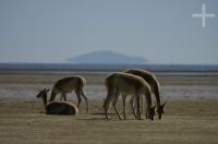 Vicuñas (Lama vicugna), en la Laguna de Pozuelos, provincia de Jujuy, en el Altiplano andino, Argentina