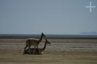 Vicuñas (Lama vicugna), en la Laguna de Pozuelos, provincia de Jujuy, en el Altiplano andino, Argentina