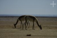 Vicuñas (Lama vicugna), on the "Laguna de Pozuelos", province of Jujuy, on the Andean Altiplano, Argentina