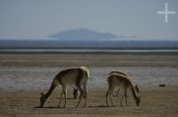 Vicuñas (Lama vicugna), en la Laguna de Pozuelos, provincia de Jujuy, en el Altiplano andino, Argentina