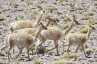 Vicuñas (Lama vicugna), provincia de Salta, Argentina