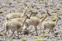 Vicuñas (Lama vicugna), province of Salta, Argentina