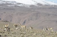Vicuñas (Vicugna vicugna), en el Altiplano (Puna) de la provincia de Jujuy, Argentina