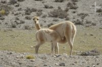 Vicuña (Vicugna vicugna) breastfeeding, Andean Altiplano, Argentina