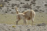 Vicuña (Vicugna vicugna) amamantando, Altiplano andino, Argentina