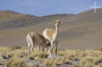 Vicuña (Vicugna vicugna) amamantando, Altiplano andino, Argentina