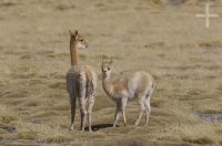 Vicuña (Vicugna vicugna) amamantando, Altiplano andino, Argentina