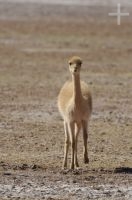 Vicuña, joven, (Vicugna vicugna), Altiplano andino, Argentina