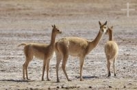 Vicuñas (Vicugna vicugna), Andean Altiplano, Argentina