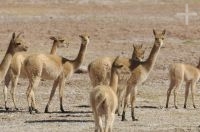 Vicuñas (Vicugna vicugna), Altiplano andino, Argentina