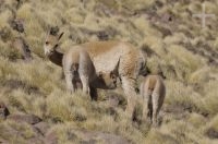 Vicuña (Vicugna vicugna) amamantando, Altiplano andino, Argentina