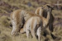 Vicuña (Vicugna vicugna) amamantando, Altiplano andino, Argentina