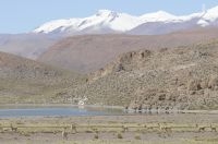 Vicuñas (Vicugna vicugna), on the Altiplano (Puna) of the province of Jujuy, Argentina